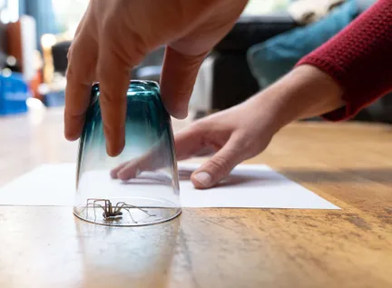 Houd je huis en slaapkamer spinnenvrij met deze handige trucjes